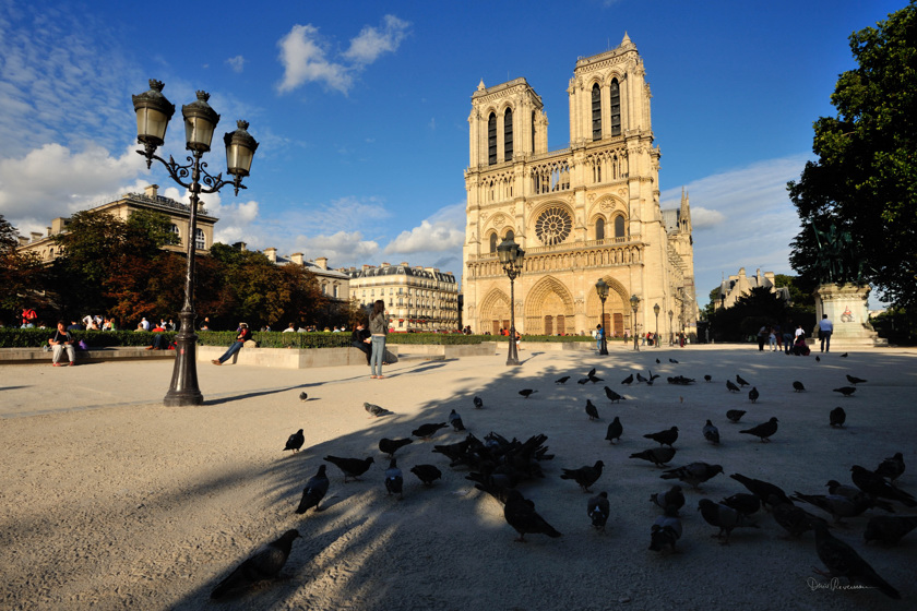 Pigeons sur le parvis de ND Paris