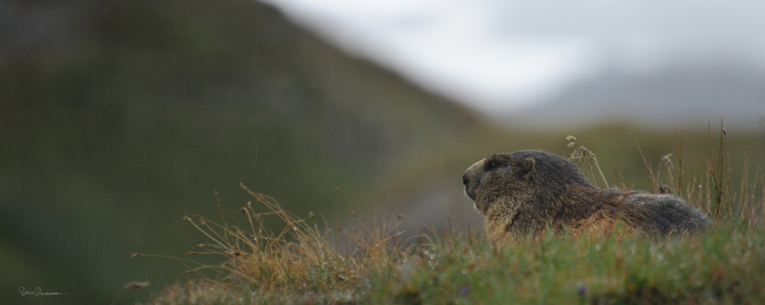 Marmotte sous la pluie