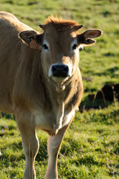 Jeune vache Aubrac