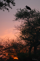 Cigogne au crépuscule, Afrique du Sud