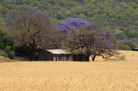 Jaracanda en fleur, printemps Afrique du Sud