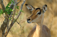 Impala, parc Kruger