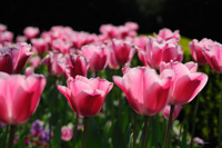 Partère de tulipes, Angers