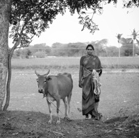 Paysanne et sa vache, Tamil Nadu