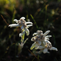 Edelweiss, Vanoise