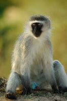 Blue Vervet Monkey, Parc Kruger