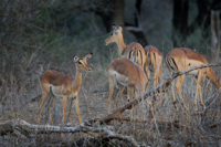 Impalas, Parc Kruger