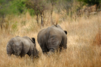 Rhinocéros femelle et son petit
