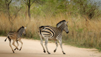 Zebre femelle et son petit