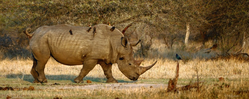 Rhinoceros couvert d'oxpeckers