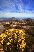 Végétation endémique sur le plateau de Table Mountain, Afrique du Sud