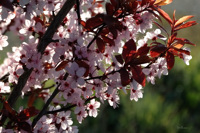 Prunus en fleurs, printemps en anjou