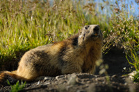 Marmotte prête à plonger dans son terrier, à proximité du refuge du Fond des Fours