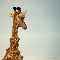 Girafe et Oxpeckers, Sabi Sand Reserve