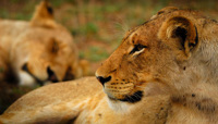 Lionnes au repos, Sabi Sand Reserve