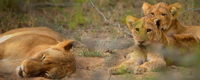 Lionceaux et leur mère