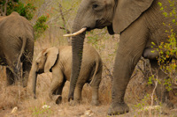 Eléphante et son petit