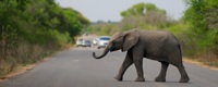 Eléphant traversant la route au cœur du Parc Kruger